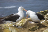 Black-browed Albatross 